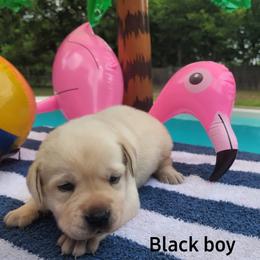 Labrador Retriever Puppies from Texas Finest English Labradors