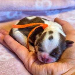 Chestnut - Orange Collar - Liver and white male Shih Tzu puppy in Troy, Ohio from Ever After Tails