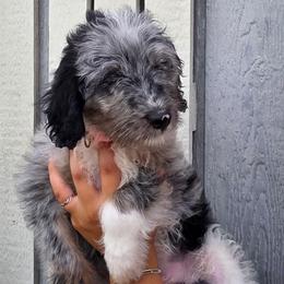 Pistachio - Blue merle female Aussiedoodle puppy in Lithia, Florida from Waterford Doodle Farm