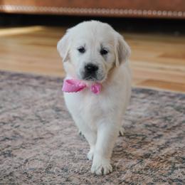 Miss Pink - Light golden female Golden Retriever puppy in Bedford, Indiana from Indiana Goldens