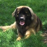Leonbergers from Von Beauregard Herz