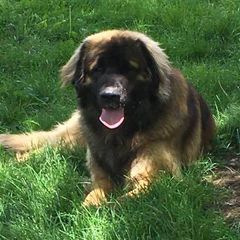 Leonbergers from Von Beauregard Herz