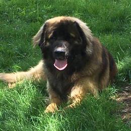 Leonbergers from Von Beauregard Herz