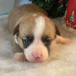 Scout - Red male Pembroke Welsh Corgi puppy in Shelley, Idaho from Whistling Wind Corgi’s
