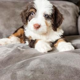 Hershey - Brown and white male Bernedoodle puppy in Hudson, Indiana from TurkeyCreek-K9