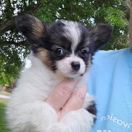Girl 1 - White black and tan female Papillon puppy in Forest City, North Carolina from Eastern Papillions