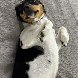 Juju - Rat Terrier