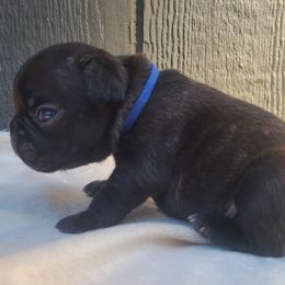 Blue Collar - Brindle and white male French Bulldog puppy in Puyallup, Washington from Ohana Bulldogs PNW