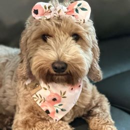 Crumbl - Goldendoodle