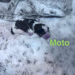 Moto - Black and white male Bernedoodle puppy in Midlothian, Texas from DoodlesOjoy