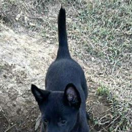 Sir - Belgian Malinois
