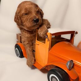 Bernedoodle and Goldendoodle Puppies from DLV Doodles