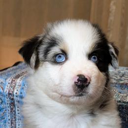 Maui Grey - Blue merle male Australian Shepherd puppy in Acworth, Georgia from Aussomely Yours, Australian Shepherds