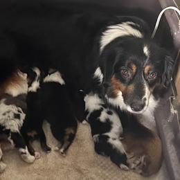Miniature American Shepherd Puppies from Malachi Kennels