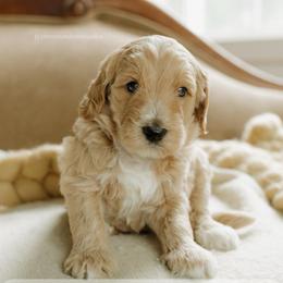 Greg - Apricot male Goldendoodle puppy in Hiddenite, North Carolina from Rose and Reid Doodles