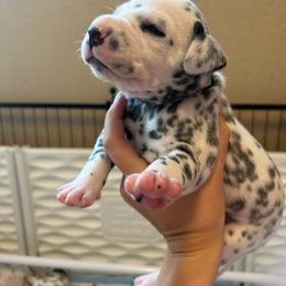 Samwise - White and black male Dalmatian puppy in Conroe, Texas from Saint Rocco's Dalmatians