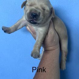 Pink - Golden female Golden Retriever puppy in Jesup, Georgia from Painted Platinum Retrievers (Painted Platinum Kennel) PPK
