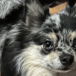 Pomeranians from Twistedly Sweet Poms