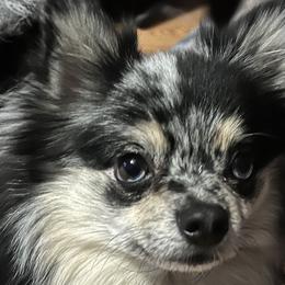 Pomeranians from Twistedly Sweet Poms