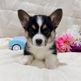 Ren - Black and tan male Pembroke Welsh Corgi puppy in El Dorado Springs, Missouri from Trixie Dixie