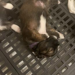 Girl 2 Purple - Black and tan female Lhasa Apso puppy in Palm Bay, Florida from Lhasa Apso Doggy Stylez Fl
