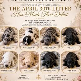 Goldendoodle puppies from heavenly Pups kennel