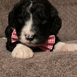 Bernedoodle Puppies from Northern NY Bernedoodles