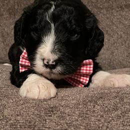 Bernedoodle Puppies from Northern NY Bernedoodles