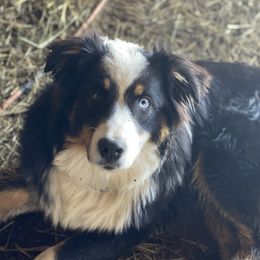 Bonnie - Australian Shepherd