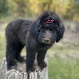 Aussiedoodle, Poodle, and Saint Berdoodle Puppies from Remington Kennels, LLC