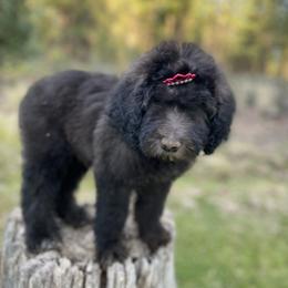 Aussiedoodle, Poodle, and Saint Berdoodle Puppies from Remington Kennels, LLC