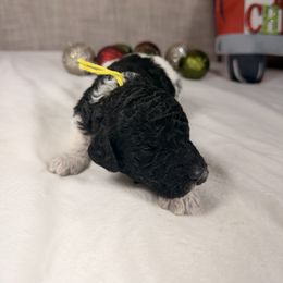 Vixen - Parti female Poodle puppy in Luana, Iowa from Country View Bernedoodles and Goldendoodles