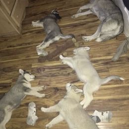 Siberian Husky Puppies from Lyanna Harwood's Huskies