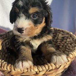 Hazel - Tri-color female Bernedoodle puppy in Camden, Michigan from FurEver Friends Finder