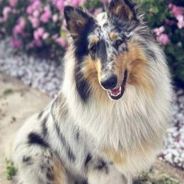 Dixie - Collie