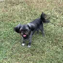 A’Miyah - Shih Tzu
