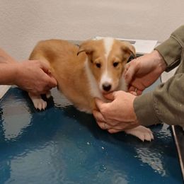 Rocky - Sable merle and white male Collie puppy in St Stephens, Wyoming from Desert Kennels