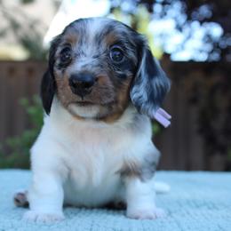 Mercedes - Dapple female Dachshund puppy in Mapleton, Utah from Utah County Dachshunds