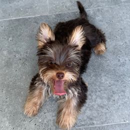 Ken - Chocolate and tan male Yorkshire Terrier puppy in Cape Coral, Florida from Katherine’s Yorkies and Poodles