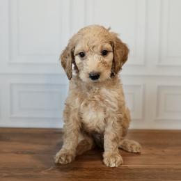 Rocky - Apricot male Goldendoodle puppy in Seffner, Florida from Gold Diamond Pup