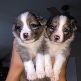 Miniature Australian Shepherd, Shih Tzu, and Toy Australian Shepherd Puppies from River Springs Aussies