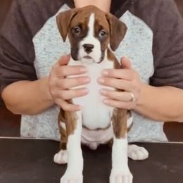 Boxer Puppies from Fineview Boxers