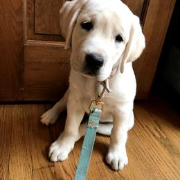 Labrador Retriever Puppies from Kingridge Kennels
