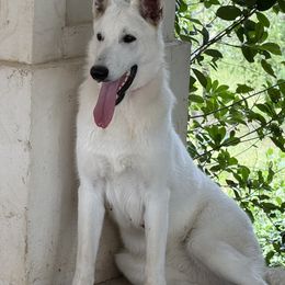 Berger Blanc Suisse and German Shepherd Puppies from Scenic Creek German Shepherds and White Swiss Shepherds