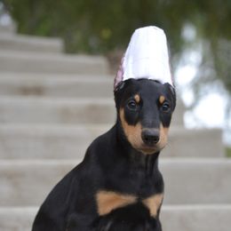 Doberman Pinscher Puppies from Obsidian Kennels