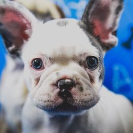 French Bulldog Puppies from All Frenchied Up