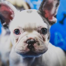 French Bulldog Puppies from All Frenchied Up