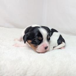 Xerxes - Tri-color male Cavalier King Charles Spaniel puppy in Seymour, Missouri from Painted Blessing's AKC Cavaliers LLC
