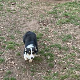 Hazel - Pembroke Welsh Corgi