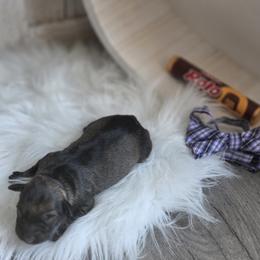 Rolo - Salt and pepper male Miniature Schnauzer puppy in Rosemount, Minnesota from Weiland's Ruby